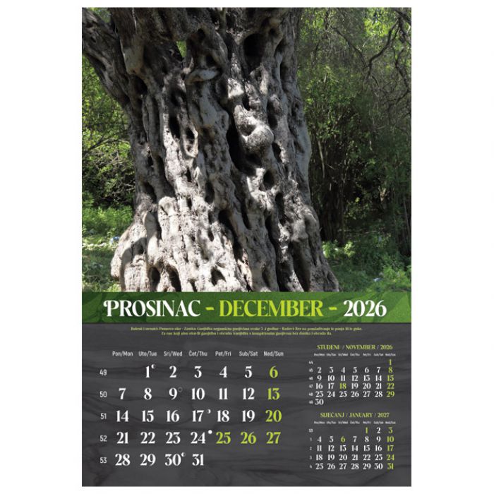 KALENDAR "MASLINE 2026" 13 LISTOVA, SPIRALA