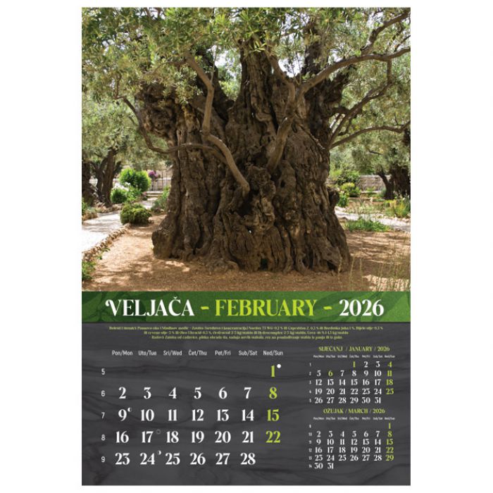 KALENDAR "MASLINE 2026" 13 LISTOVA, SPIRALA