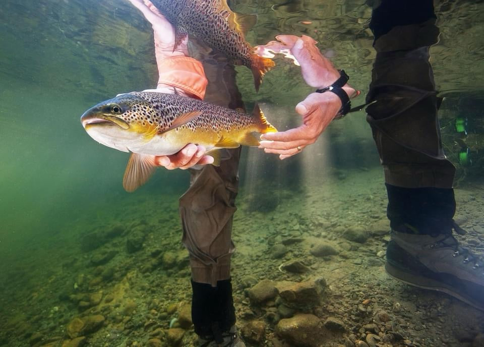 Ribolovna dozvola/Fishing licence