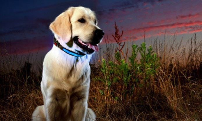 LED svetleča ovratnica za pse v izbrani velikosti